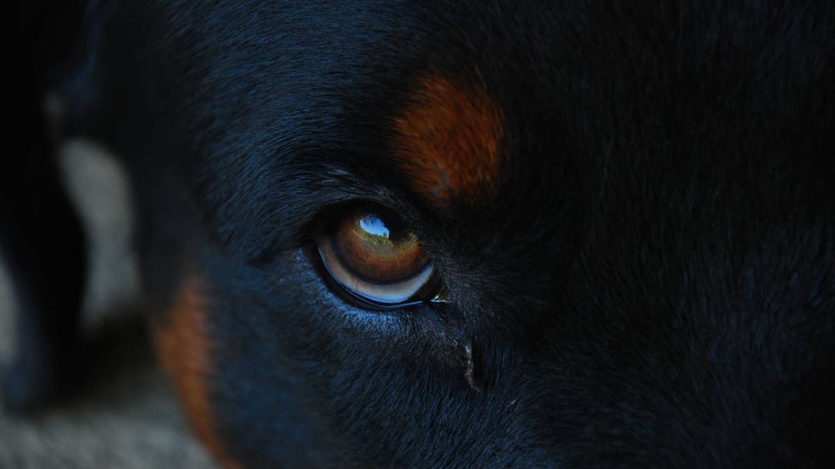 Victim urged to come forward after West Auckland dog attack