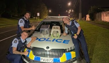 Westgate man reunited with stolen cats after police investigation