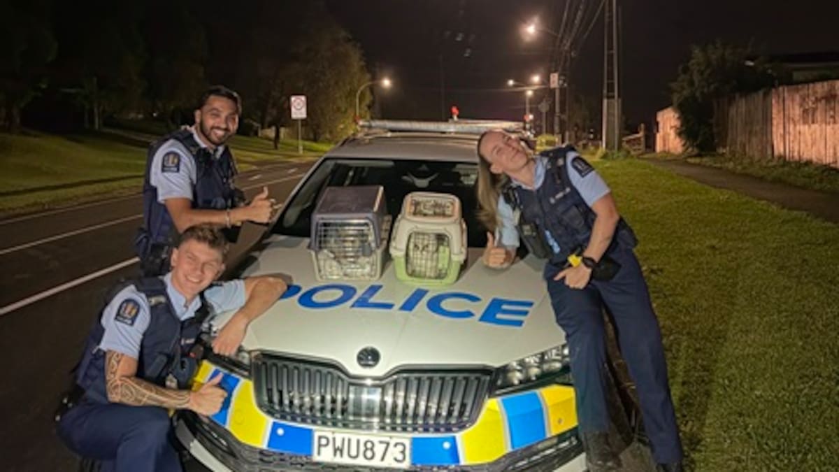 Westgate man reunited with stolen cats after police investigation