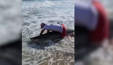 Great white shark encounter stuns Nantucket anglers in viral video