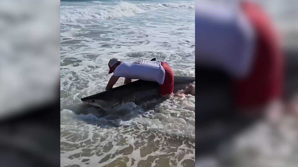 Great white shark encounter stuns Nantucket anglers in viral video