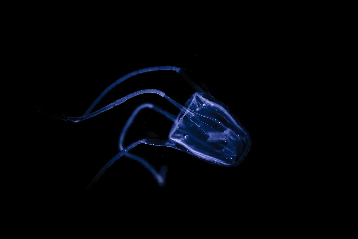 Carukia barnesi