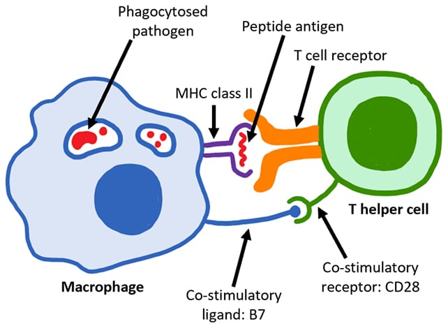 CD4+ T cell interactions