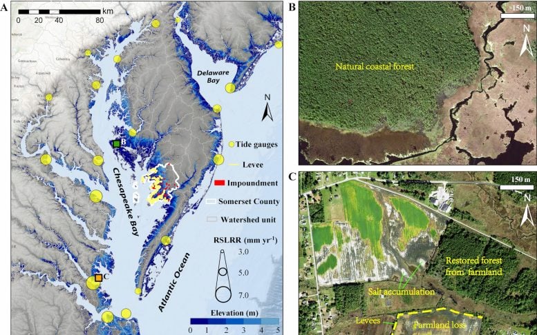 Coastal Forest Change in Chesapeake Bay