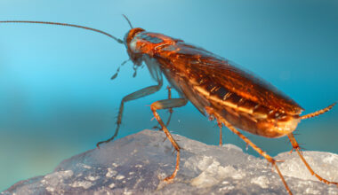 Cockroaches Have Been Hiding a DNA Secret For Millions of Years : ScienceAlert
