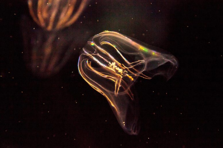 Comb Jellyfish Phylum Ctenophore
