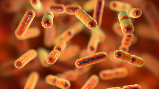 Hidden Virus Found in Gut Bacteria Is Linked to Colorectal Cancer