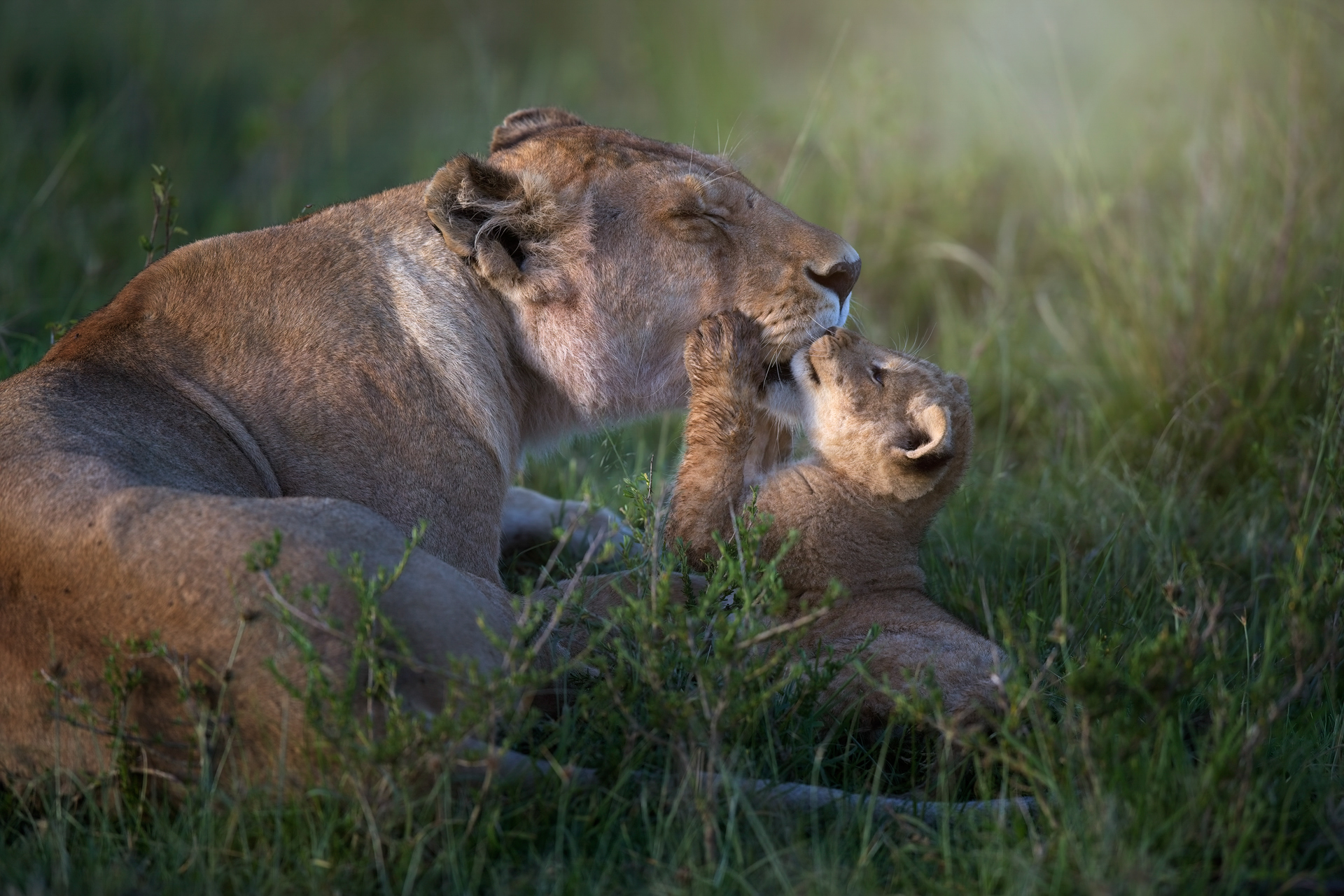 Photograph of a lion and a lion cub in the Maasai Mara, taken by wildlife photographer and conservationist Angela Scott