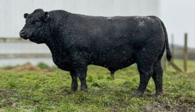 Gisborne bull smashes New Zealand record sale ... hammer falls at $220,000