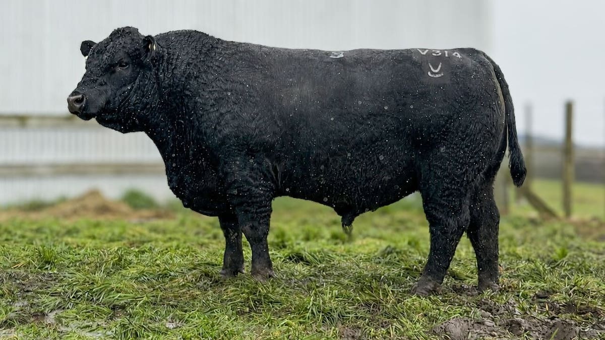 Gisborne bull smashes New Zealand record sale ... hammer falls at $220,000