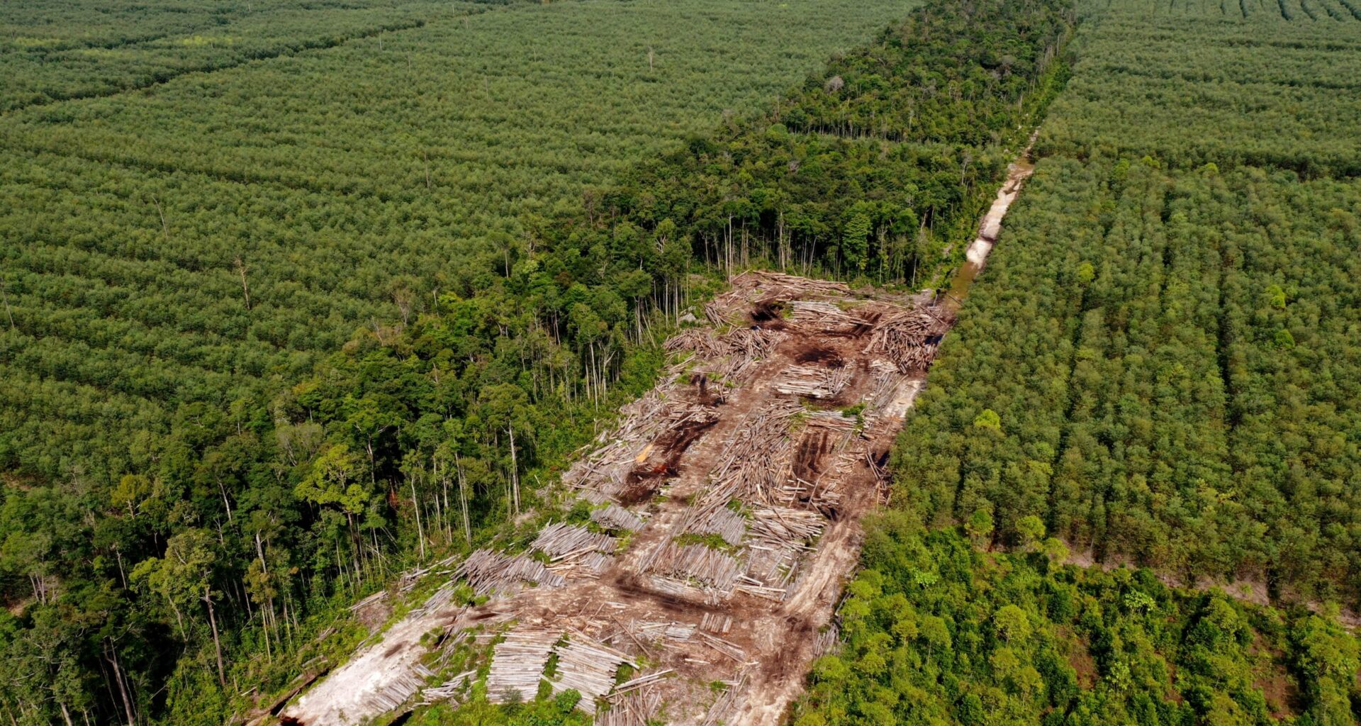 Pulp and paper giant APRIL adds major deforesters as suppliers after revising sustainability policy