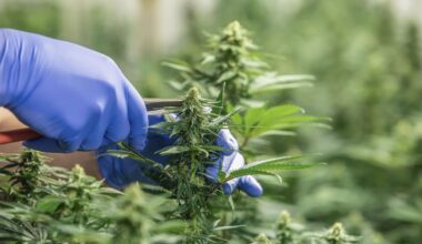 Ora Pharm buys Helius to become largest medical cannabis firm