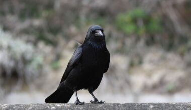 'They reliably chose the statistically more favorable option': A crow researcher explains how these winged geniuses process numbers, and what it could reveal about human math smarts