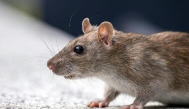 Hillmorton High School closes for two days after rats chew through fibre cable