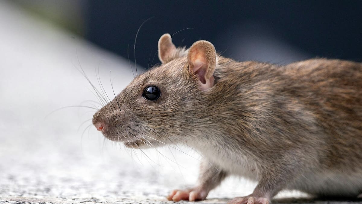 Hillmorton High School closes for two days after rats chew through fibre cable
