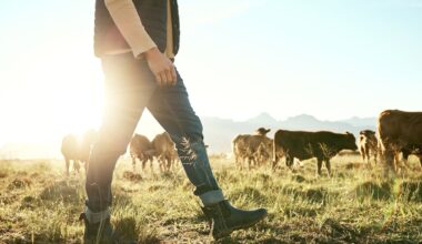 Do farmers have too much influence in New Zealand politics? – Dr Jacqueline Rowarth