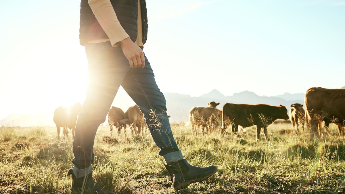 Do farmers have too much influence in New Zealand politics? – Dr Jacqueline Rowarth