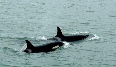Two orca found dead from bycatch incidents in New Zealand first