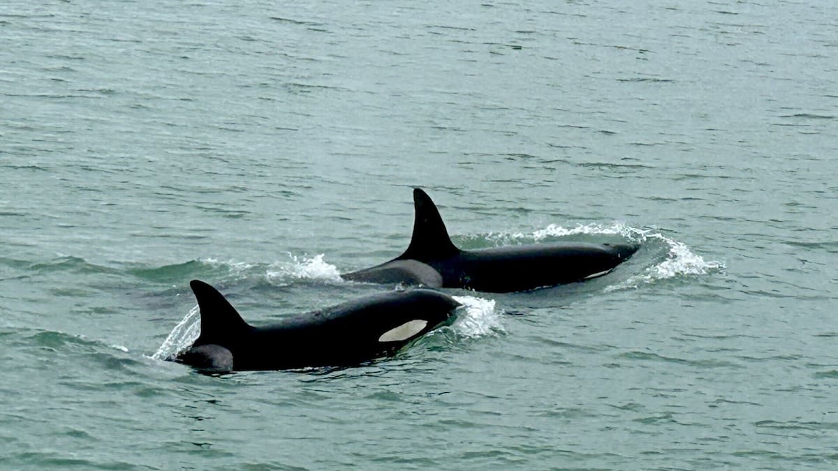 Two orca found dead from bycatch incidents in New Zealand first
