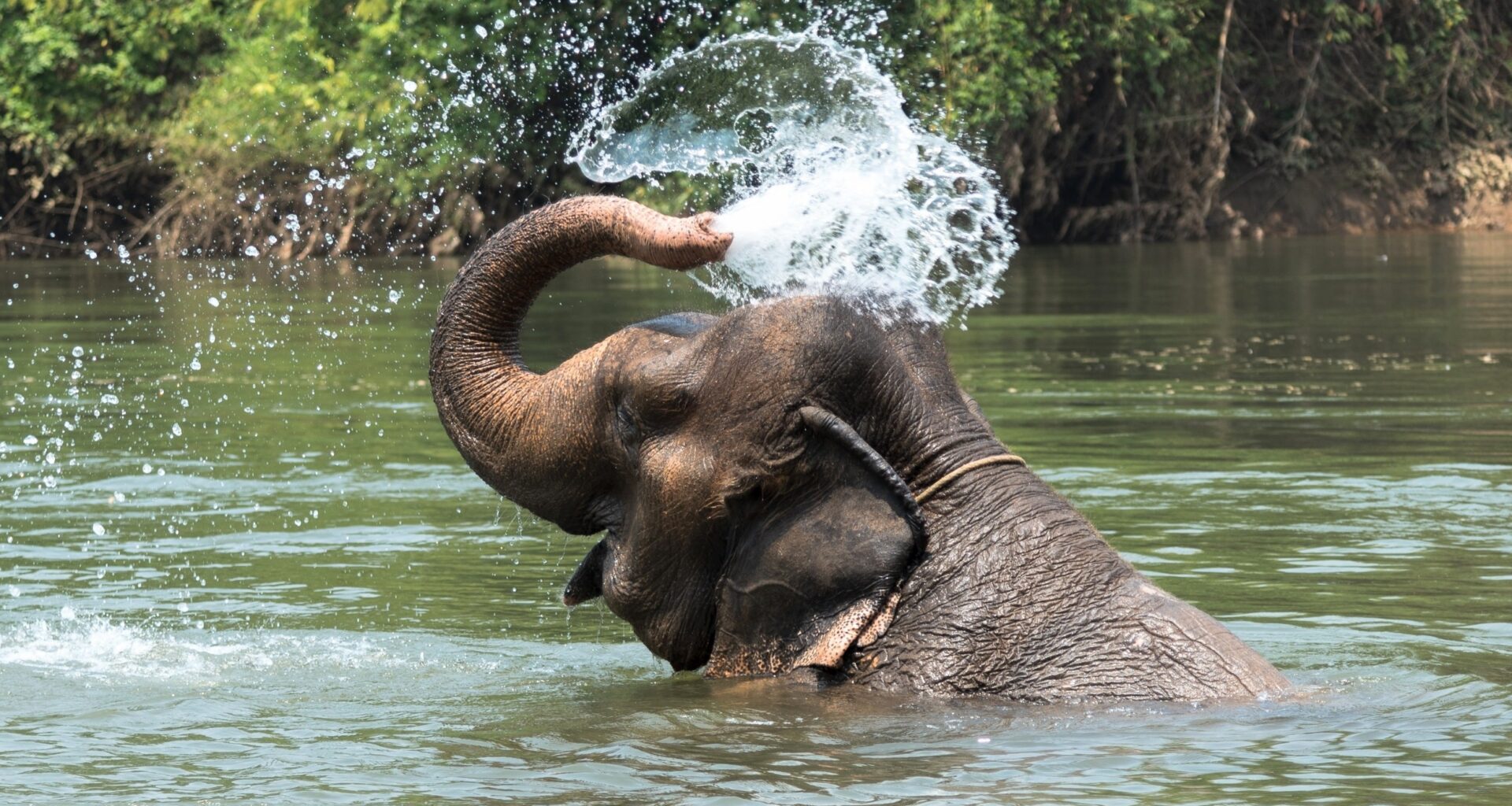 Scientists uncover what makes elephant trunks tough and gentle