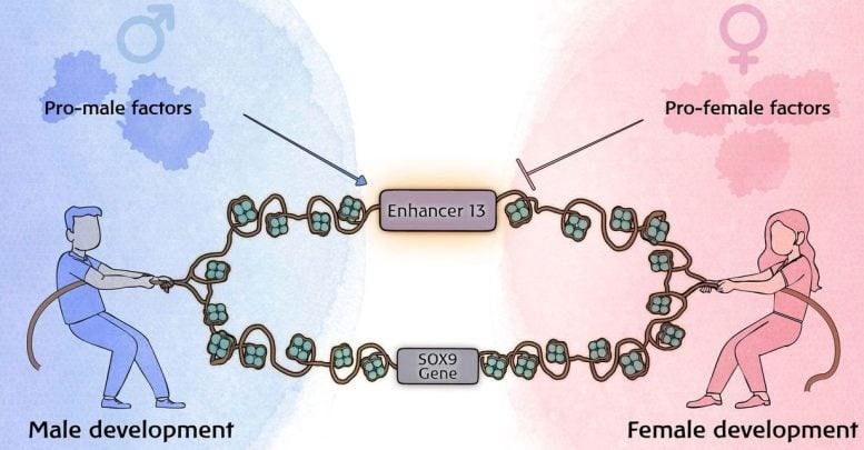 Enh13 Regulatory Region Alongside the Sox9 Gene as a Battle Site