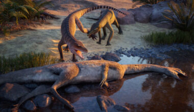 Eosphorosuchus Lacrimos Is Disturbed by Hesperosuchus Agilis