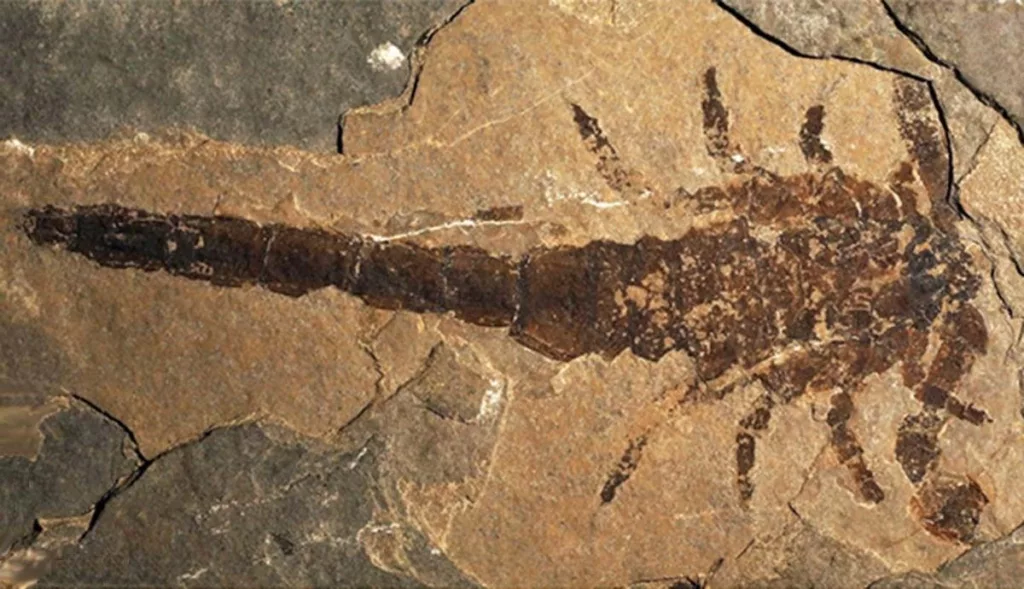 Eramoscorpius