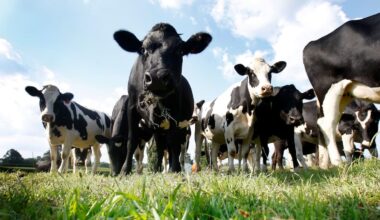 GDT: Dairy prices fall 2.8% in second dip of the new season