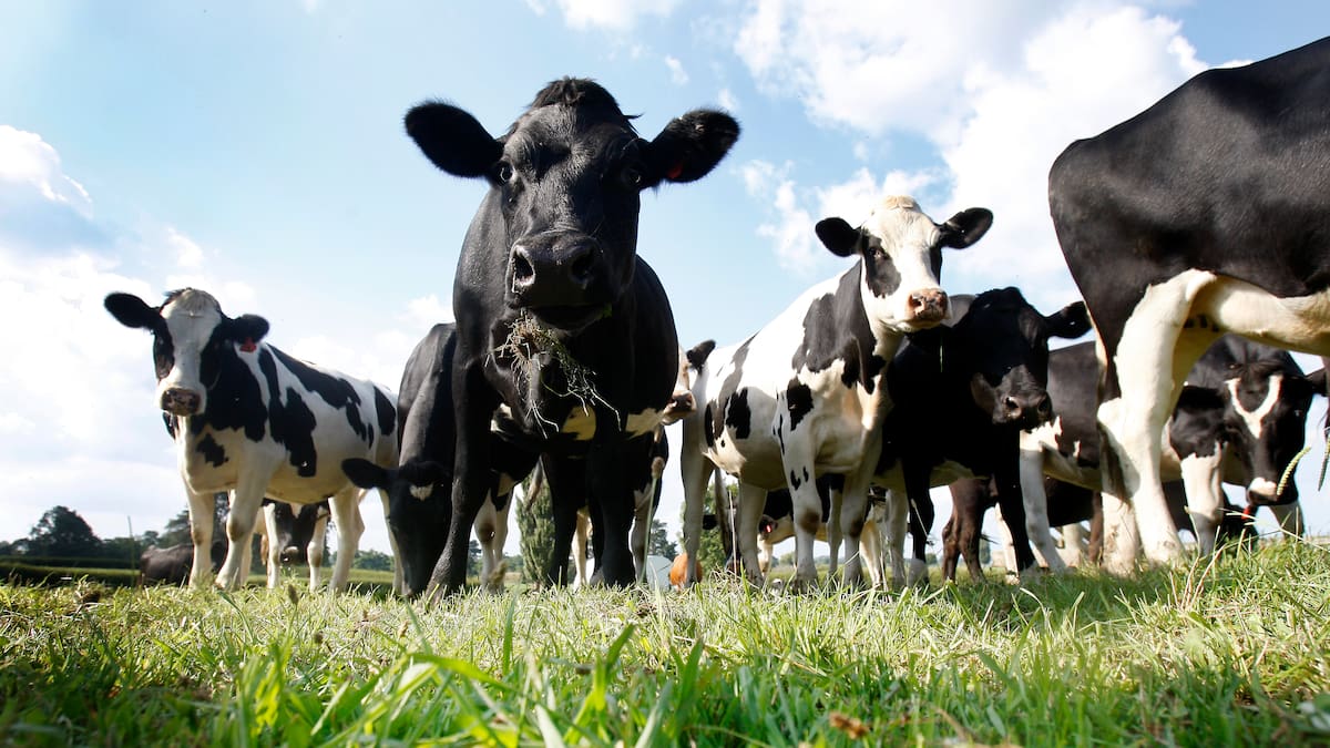 GDT: Dairy prices fall 2.8% in second dip of the new season