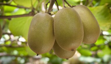 Kiwifruit: Stronger plant variety rights law to protect Zespri and NZ growers’ value