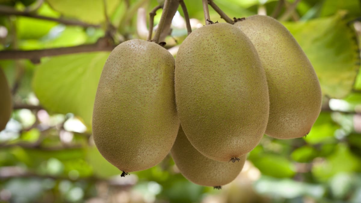 Kiwifruit: Stronger plant variety rights law to protect Zespri and NZ growers’ value