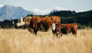 Halter and One NZ connect cattle to satellites on even the most remote farms