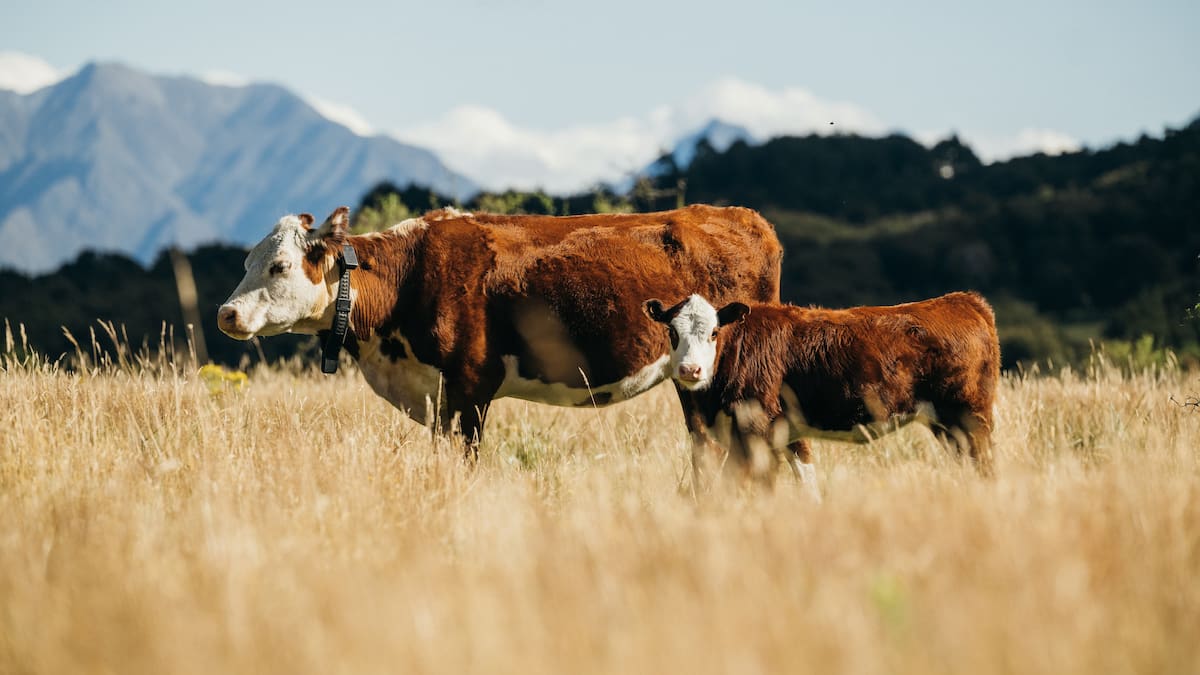 Halter and One NZ connect cattle to satellites on even the most remote farms