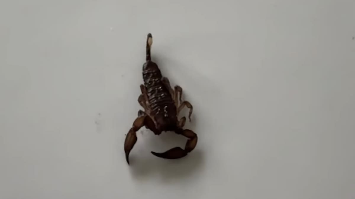 MPI investigates suspected scorpion discovery in Auckland home