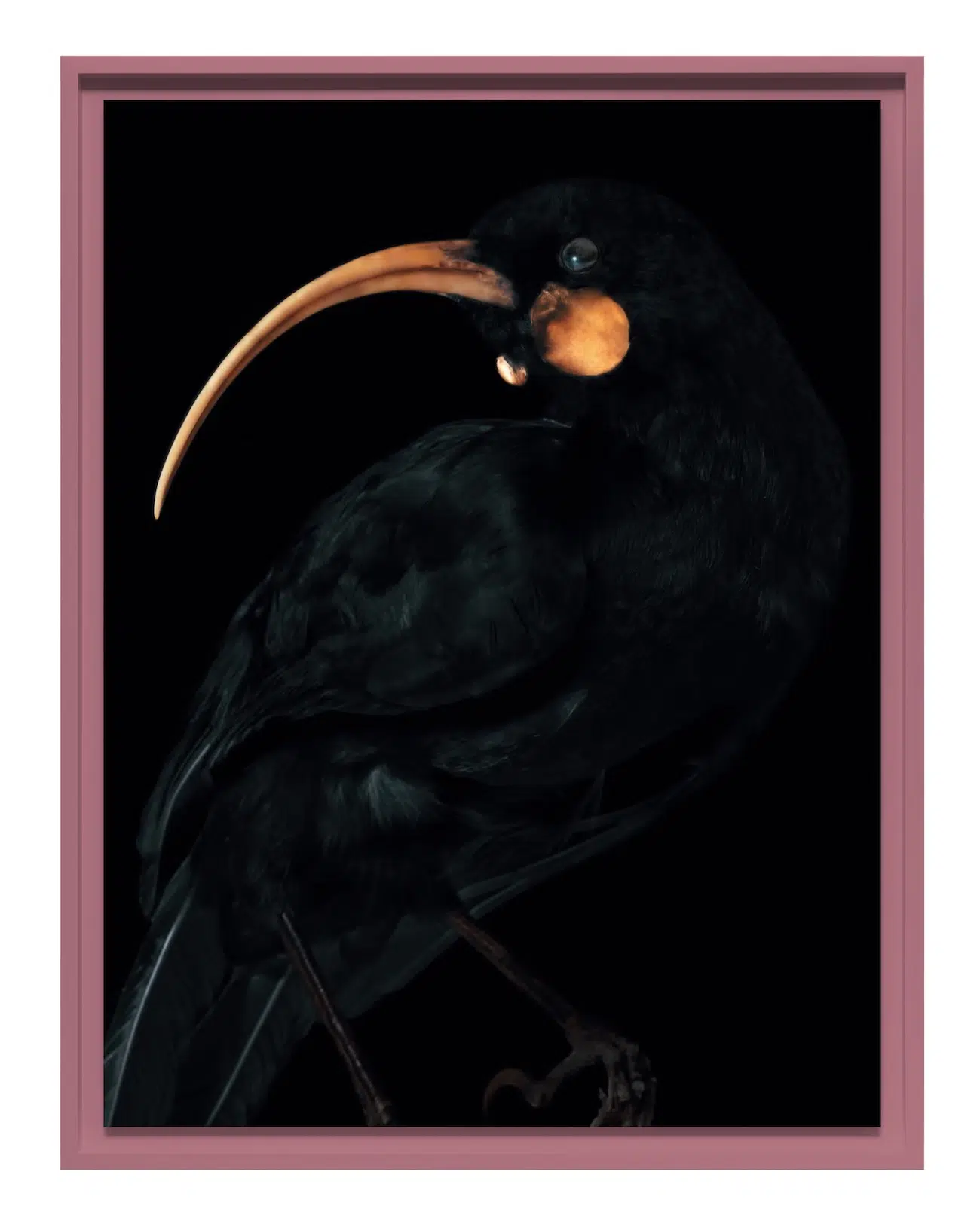 Small black bird with curved orange beak