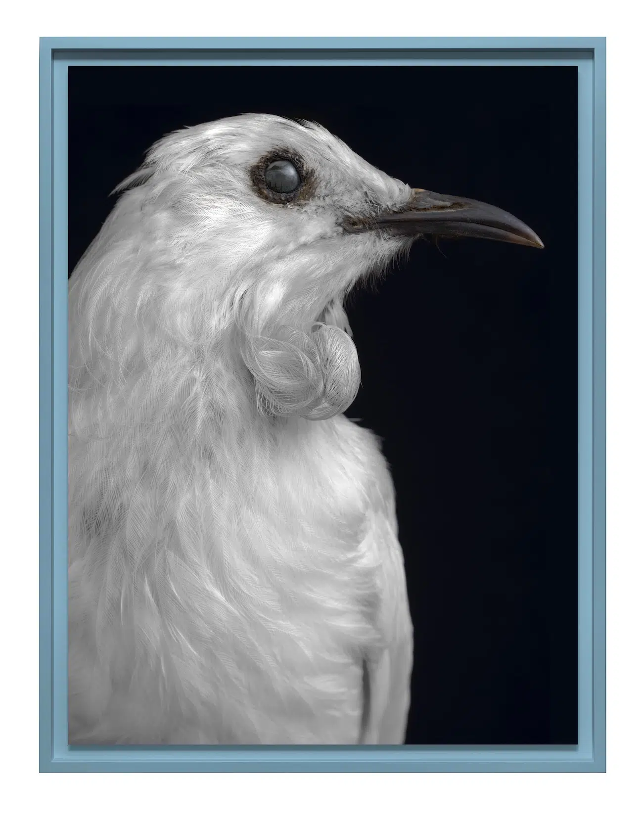 white bird with cloudy eyes