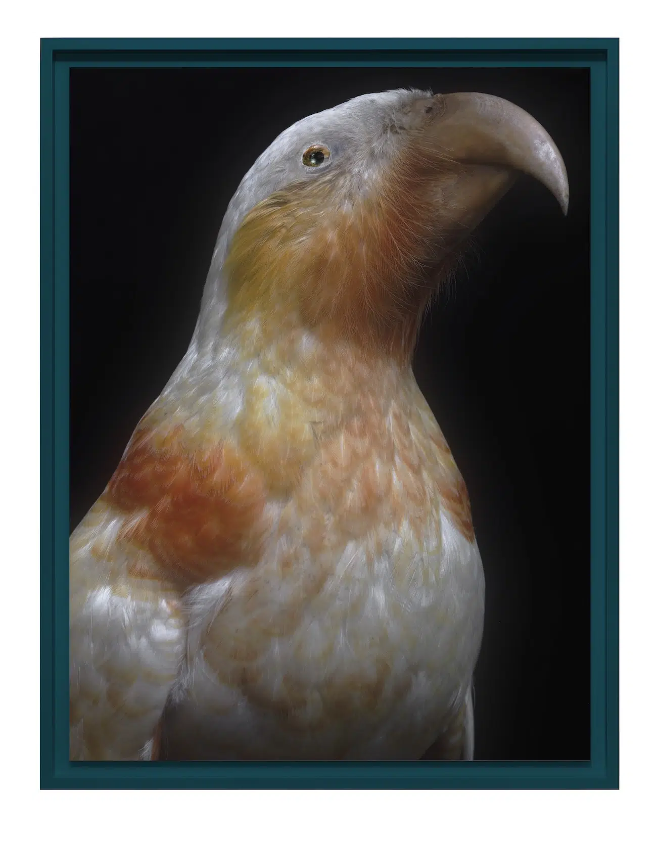 white and orange parrot