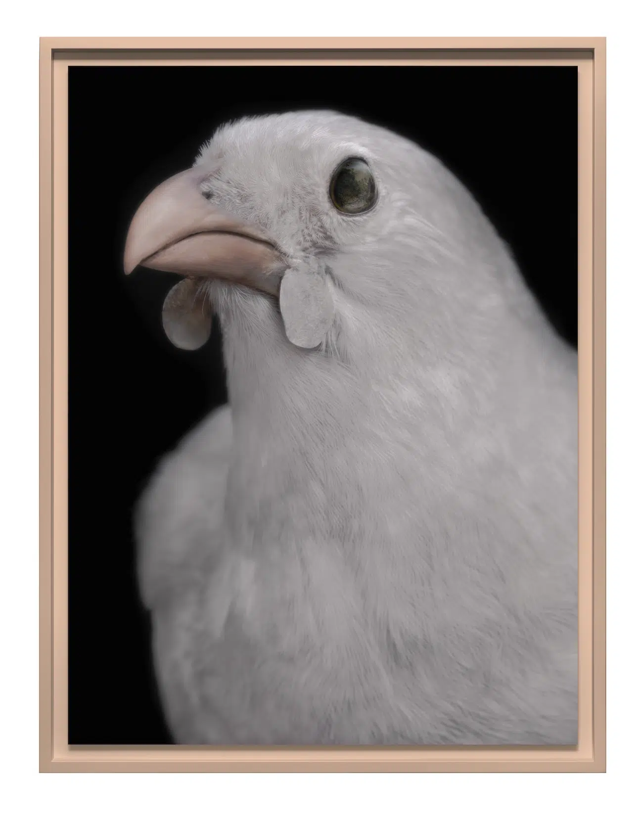 headshot of a white bird with a pink beak