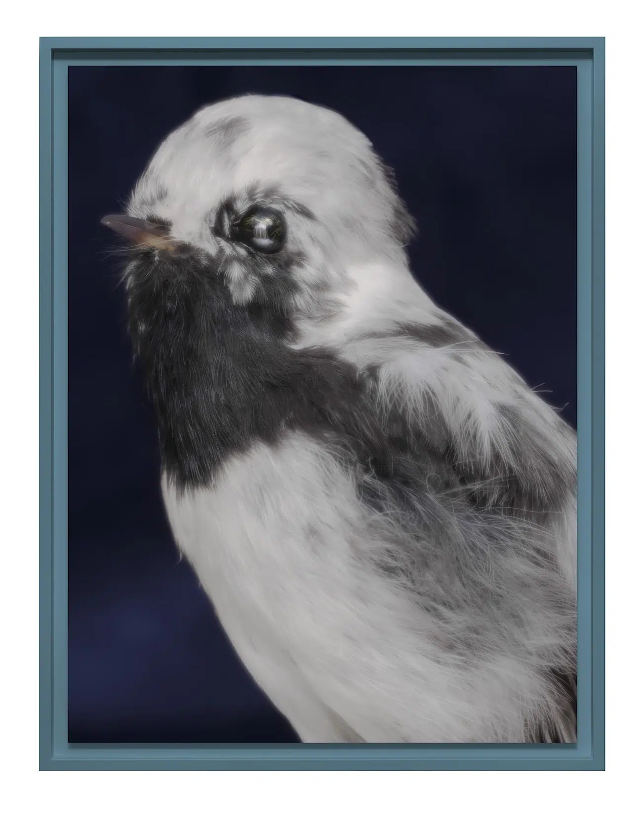 Small bird with white and grey feathers
