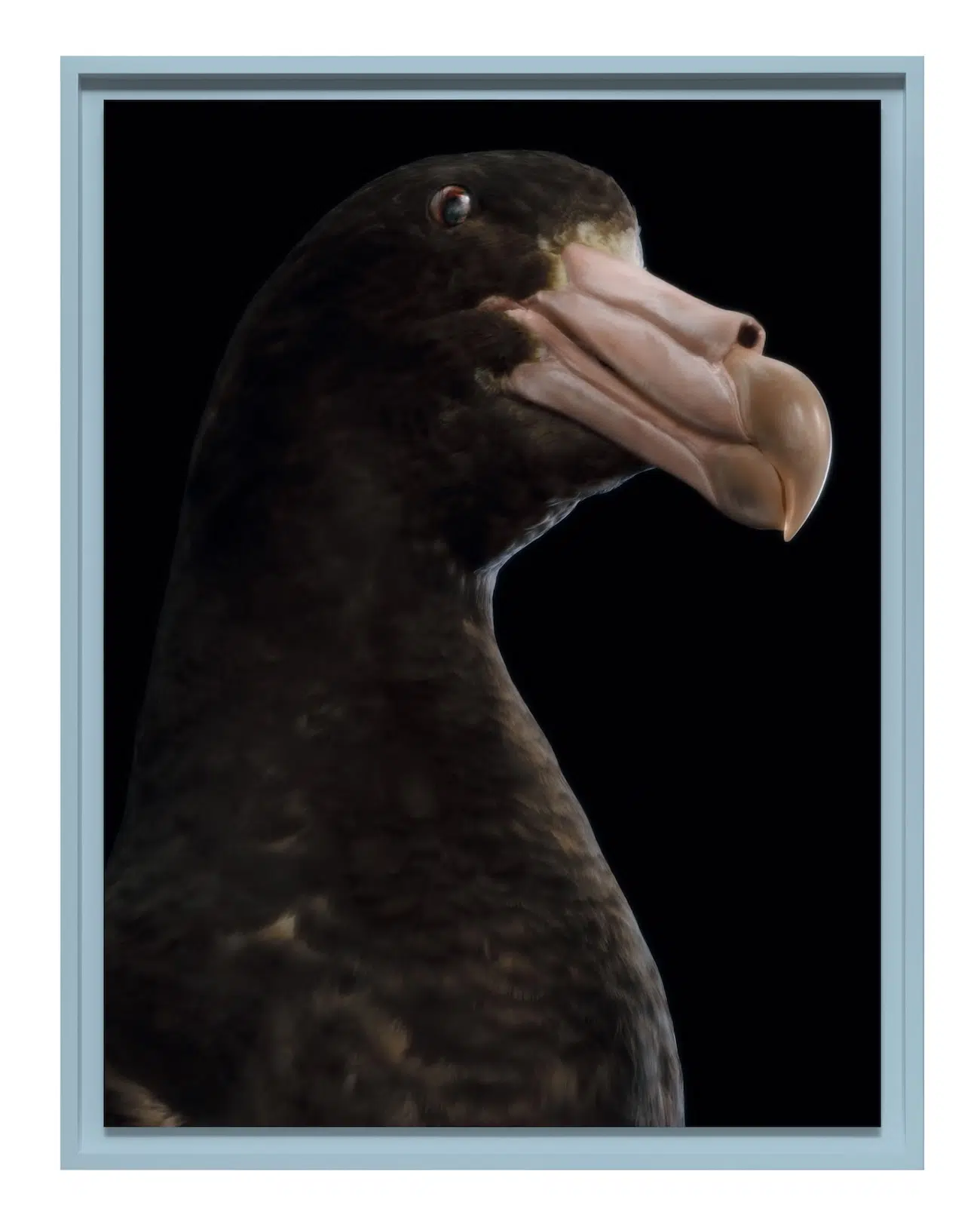 black bird with large bulbous pink beak