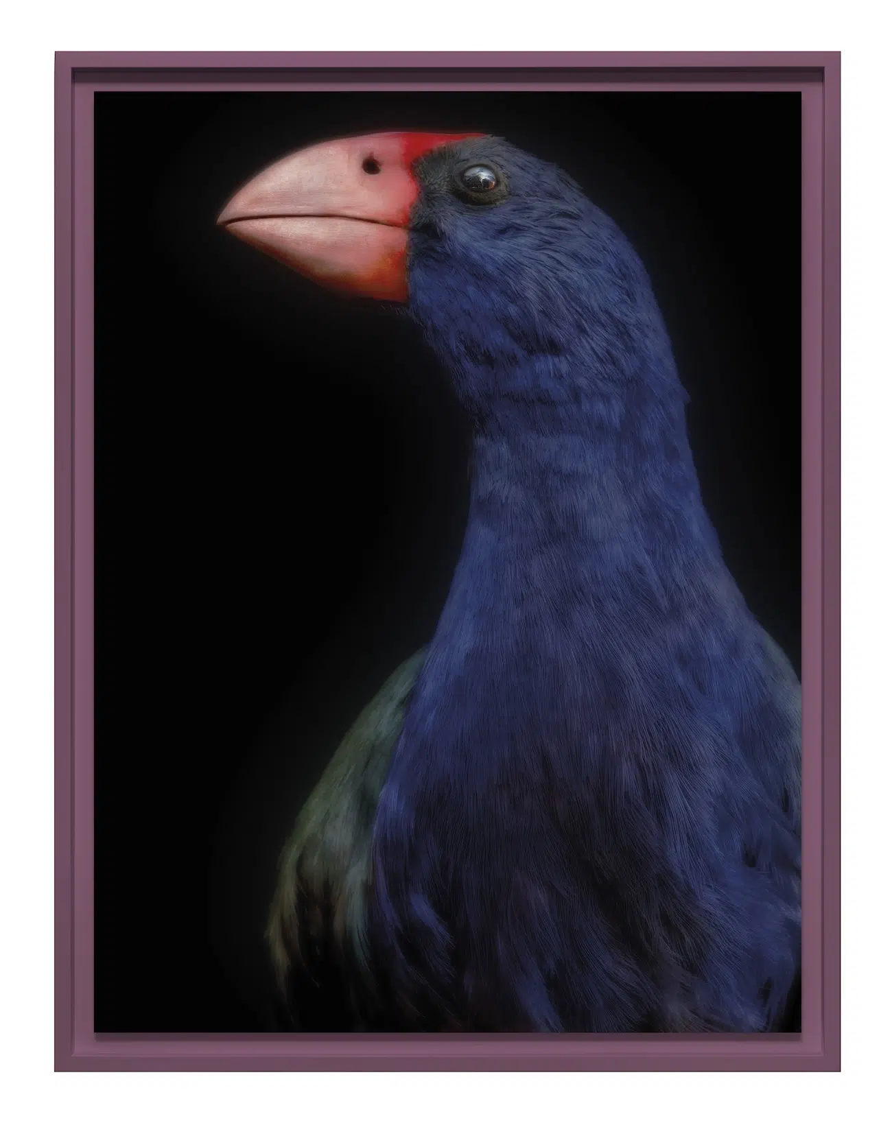 blue bird with pink beak