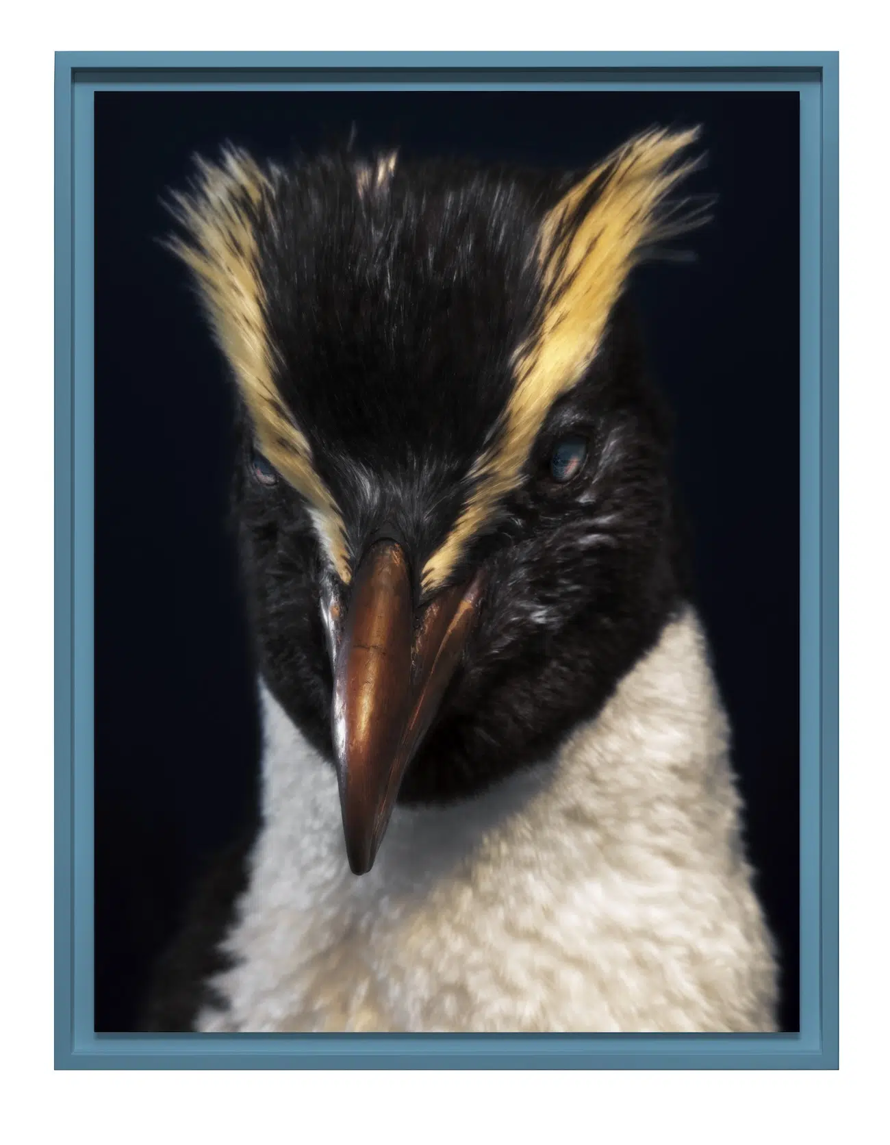 black and white bird with yellow eyebrows