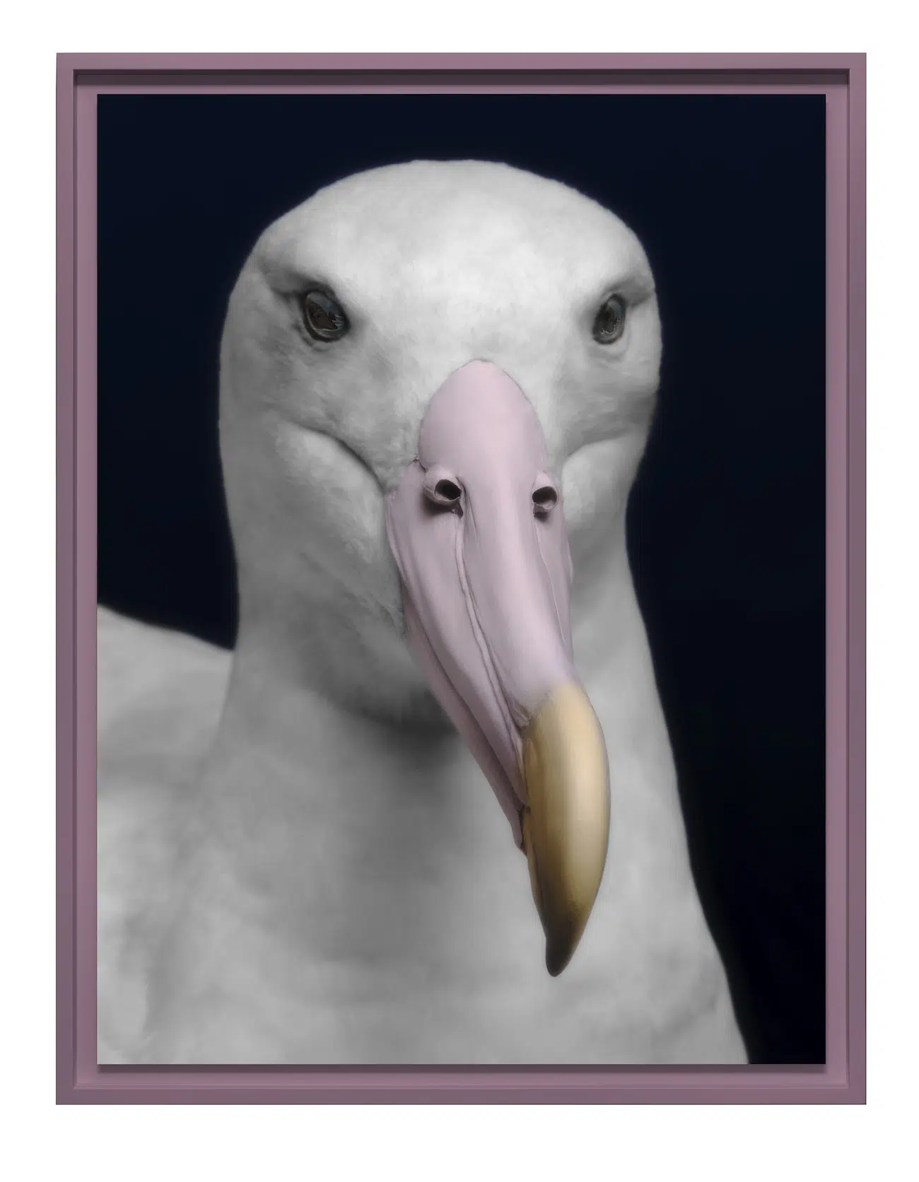 headshot of a white bird with a curved pink beak