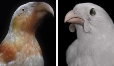 Photos of Taxidermied New Zealand Birds Represent the Space Between Life and Death