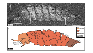 Forgotten Fossil Helps Rewrite Part Of Animal Evolution