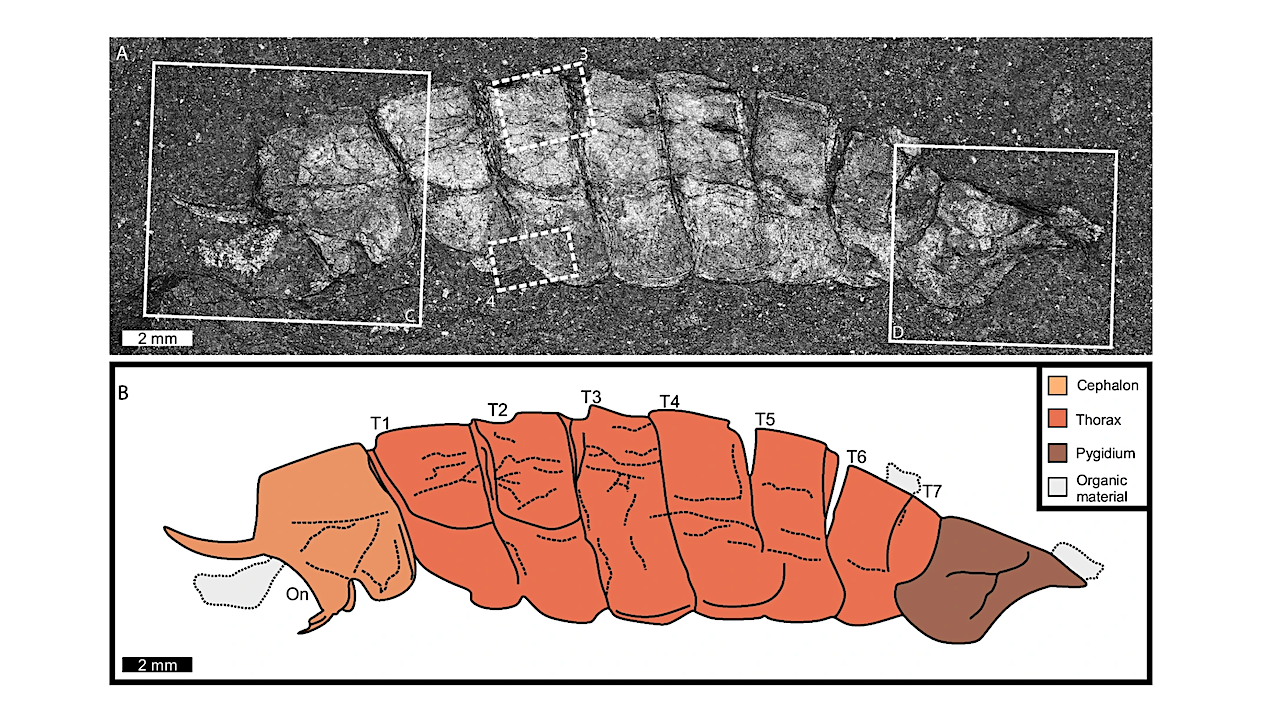 Forgotten Fossil Helps Rewrite Part Of Animal Evolution
