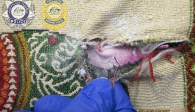 Thai Airways hostess charged in Melbourne, Australia, after 1kg heroin found concealed in tote bags