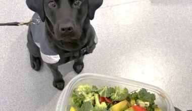 Pilots fined $400 each after biosecurity dog Sophie finds food in luggage