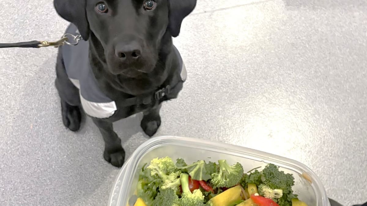 Pilots fined $400 each after biosecurity dog Sophie finds food in luggage
