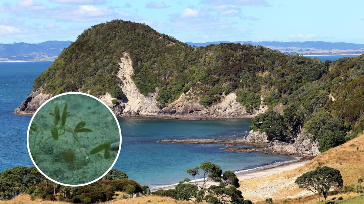 Invasive caulerpa seaweed discovered in Whangārei Harbour for first time